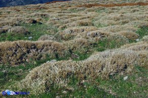 Astragalus genargenteus (Astragalo del Gennargentu)