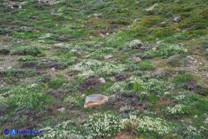 Astragalus genargenteus (Astragalo del Gennargentu)