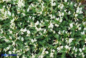 Astragalus genargenteus (Astragalo del Gennargentu)