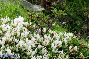 Astragalus genargenteus (Astragalo del Gennargentu)