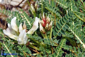 Astragalus genargenteus (Astragalo del Gennargentu)