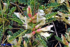 Astragalus genargenteus (Astragalo del Gennargentu)