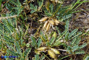 Astragalus genargenteus (Astragalo del Gennargentu)