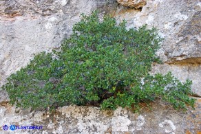 Atadinus alpinus (Rhamnus alpinus): Ranno alpino