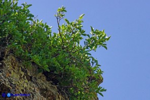 Atadinus alpinus (Rhamnus alpinus): Ranno alpino