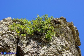 Atadinus alpinus (Rhamnus alpinus): Ranno alpino