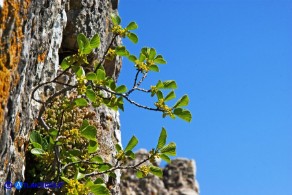 Atadinus alpinus (Rhamnus alpinus): Ranno alpino