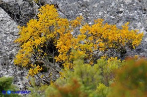 Atadinus alpinus (Rhamnus alpinus): Ranno alpino