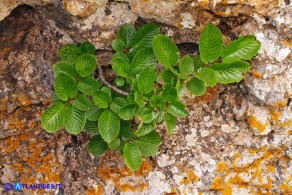 Atadinus alpinus (Rhamnus alpinus): Ranno alpino