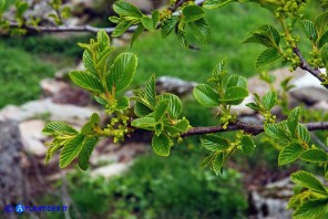 Atadinus alpinus (Rhamnus alpinus): Ranno alpino