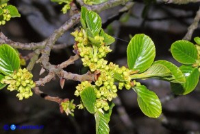 Atadinus alpinus (Rhamnus alpinus): Ranno alpino