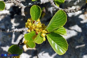 Atadinus alpinus (Rhamnus alpinus): Ranno alpino