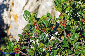 Atadinus alpinus (Rhamnus alpinus): Ranno alpino