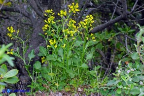 Barbarea rupicola (Erba di Santa Barbara di Sardegna)