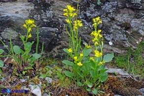 Barbarea rupicola (Erba di Santa Barbara di Sardegna)