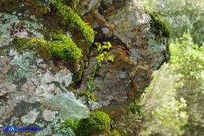 Barbarea rupicola (Erba di Santa Barbara di Sardegna)