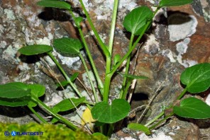 Barbarea rupicola (Erba di Santa Barbara di Sardegna)