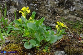 Barbarea rupicola (Erba di Santa Barbara di Sardegna)