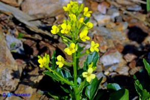 Barbarea rupicola (Erba di Santa Barbara di Sardegna)