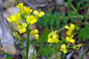 Barbarea rupicola (Erba di Santa Barbara di Sardegna)