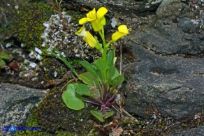 Barbarea rupicola (Erba di Santa Barbara di Sardegna)