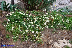 Bellium bellidioides (Pratolina spatolata)