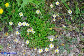 Bellium bellidioides (Pratolina spatolata)