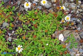 Bellium bellidioides (Pratolina spatolata)