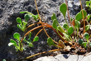 Bellium bellidioides (Pratolina spatolata)