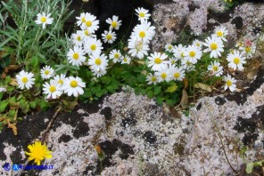 Bellium bellidioides (Pratolina spatolata)