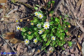 Bellium bellidioides (Pratolina spatolata)