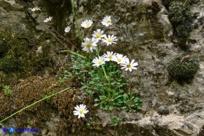 Bellium bellidioides (Pratolina spatolata)