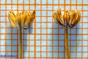 Bellium bellidioides (Pratolina spatolata): lo stelo e l'involucro dei capolini