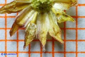 Bellium bellidioides (Pratolina spatolata): una parte dell'involucro e gli acheni