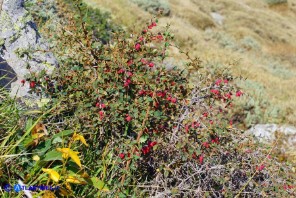 Berberis aetnensis (Crespino dell'Etna)