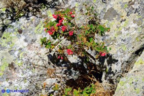 Berberis aetnensis (Crespino dell'Etna)