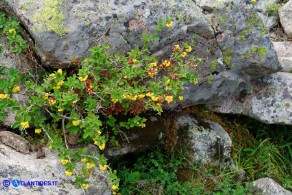 Berberis aetnensis (Crespino dell'Etna)