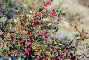 Berberis aetnensis (Crespino dell'Etna)