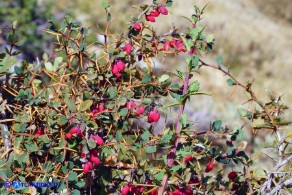 Berberis aetnensis (Crespino dell'Etna)