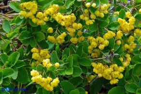 Berberis aetnensis (Crespino dell'Etna)