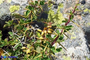 Berberis aetnensis (Crespino dell'Etna)