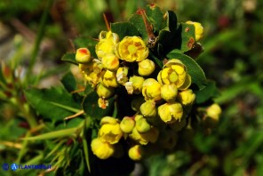 Berberis aetnensis (Crespino dell'Etna)