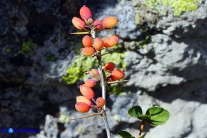 Berberis aetnensis (Crespino dell'Etna)