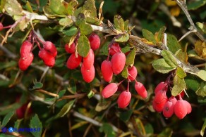 Berberis aetnensis (Crespino dell'Etna)