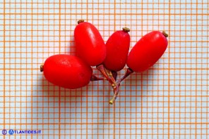 Berberis aetnensis (Crespino dell'Etna): i frutti