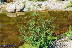 Bidens vulgata (Forbicina comune)