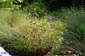 Bidens vulgata (Forbicina comune)