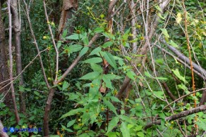 Bidens vulgata (Forbicina comune)