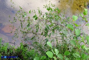 Bidens vulgata (Forbicina comune)