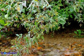 Bidens vulgata (Forbicina comune)